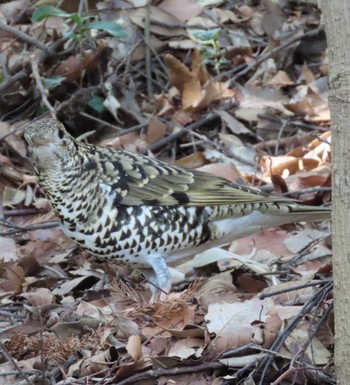 White's Thrush 岩本山公園 Mon, 3/4/2024