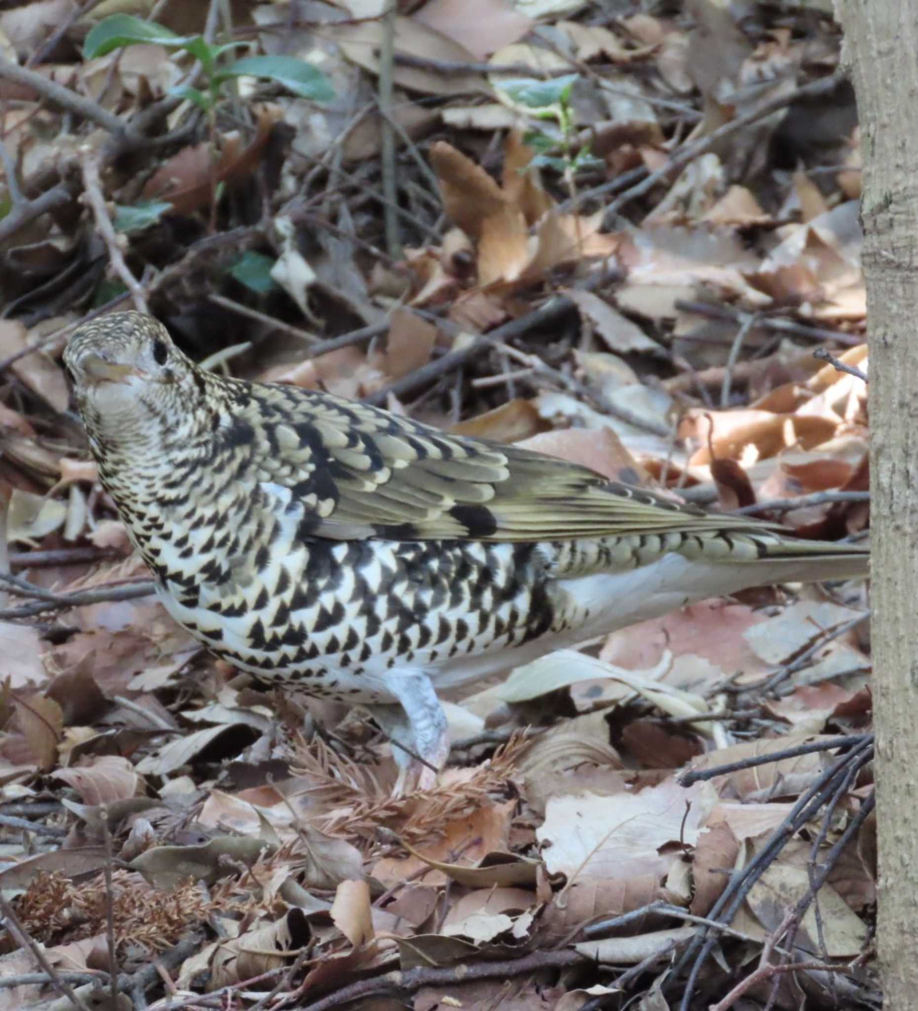 Photo of White's Thrush at 岩本山公園 by 生き物好きのY