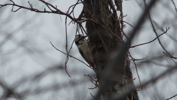 Great Spotted Woodpecker(japonicus) Tomakomai Experimental Forest Sun, 11/11/2018