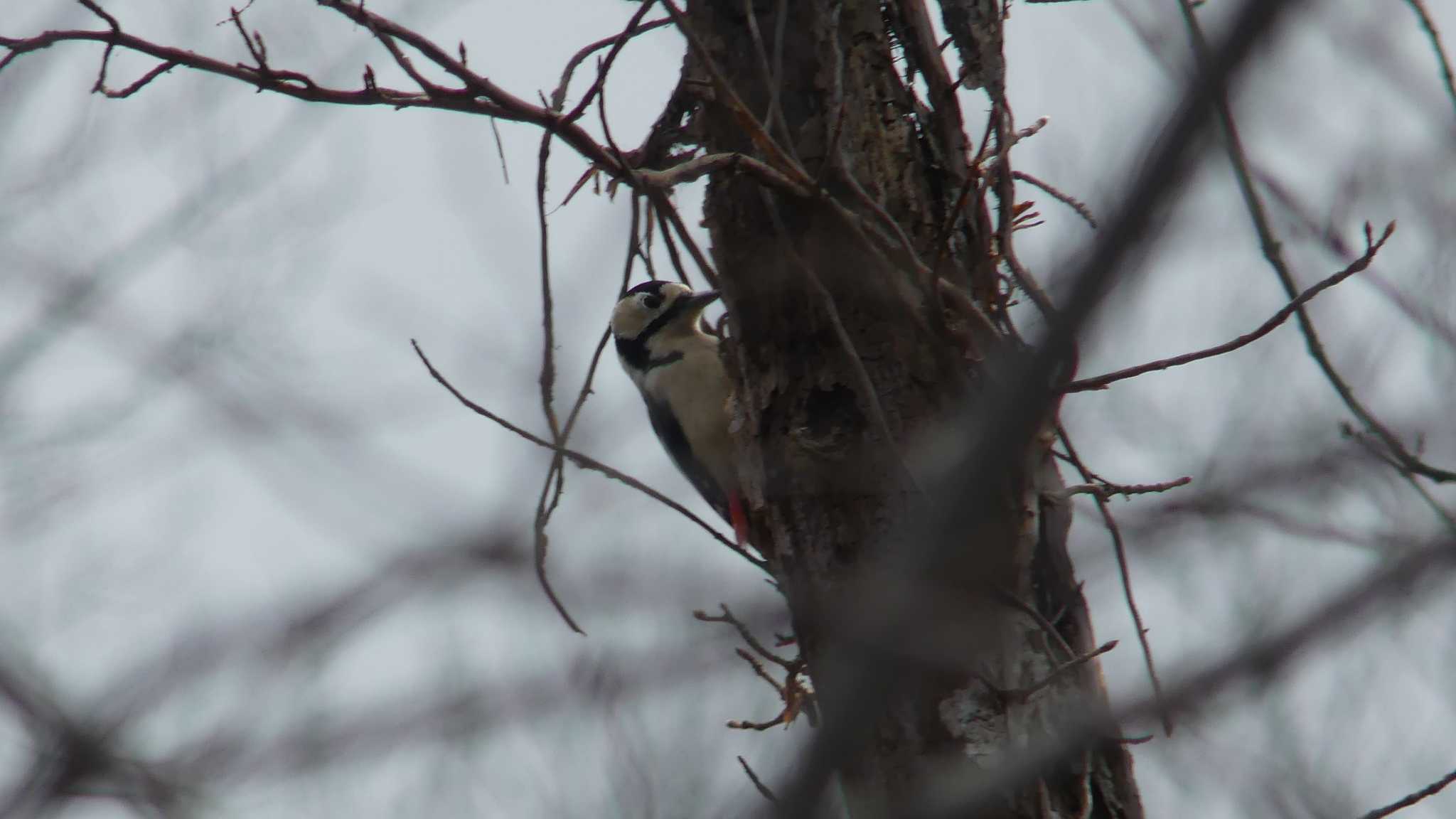 Photo of Great Spotted Woodpecker(japonicus) at Tomakomai Experimental Forest by 酔いちくれ