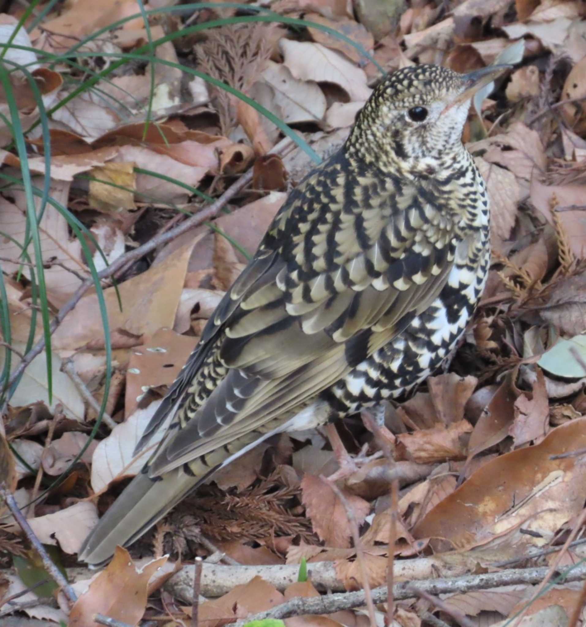 Photo of White's Thrush at 岩本山公園 by 生き物好きのY