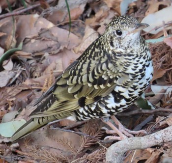 White's Thrush 岩本山公園 Mon, 3/4/2024