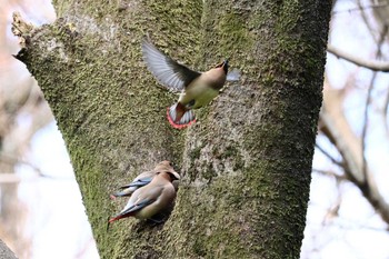 ヒレンジャク 秋ヶ瀬公園 2024年3月2日(土)