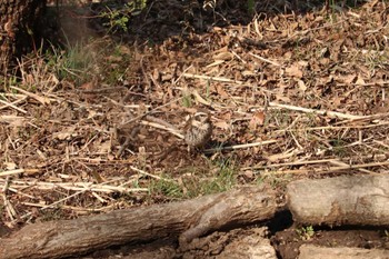 ツグミ 舞岡公園 2019年3月17日(日)