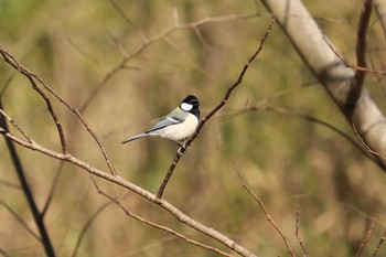 シジュウカラ 舞岡公園 2019年3月17日(日)