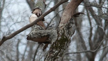 Eurasian Nuthatch(asiatica) Tomakomai Experimental Forest Sun, 11/11/2018