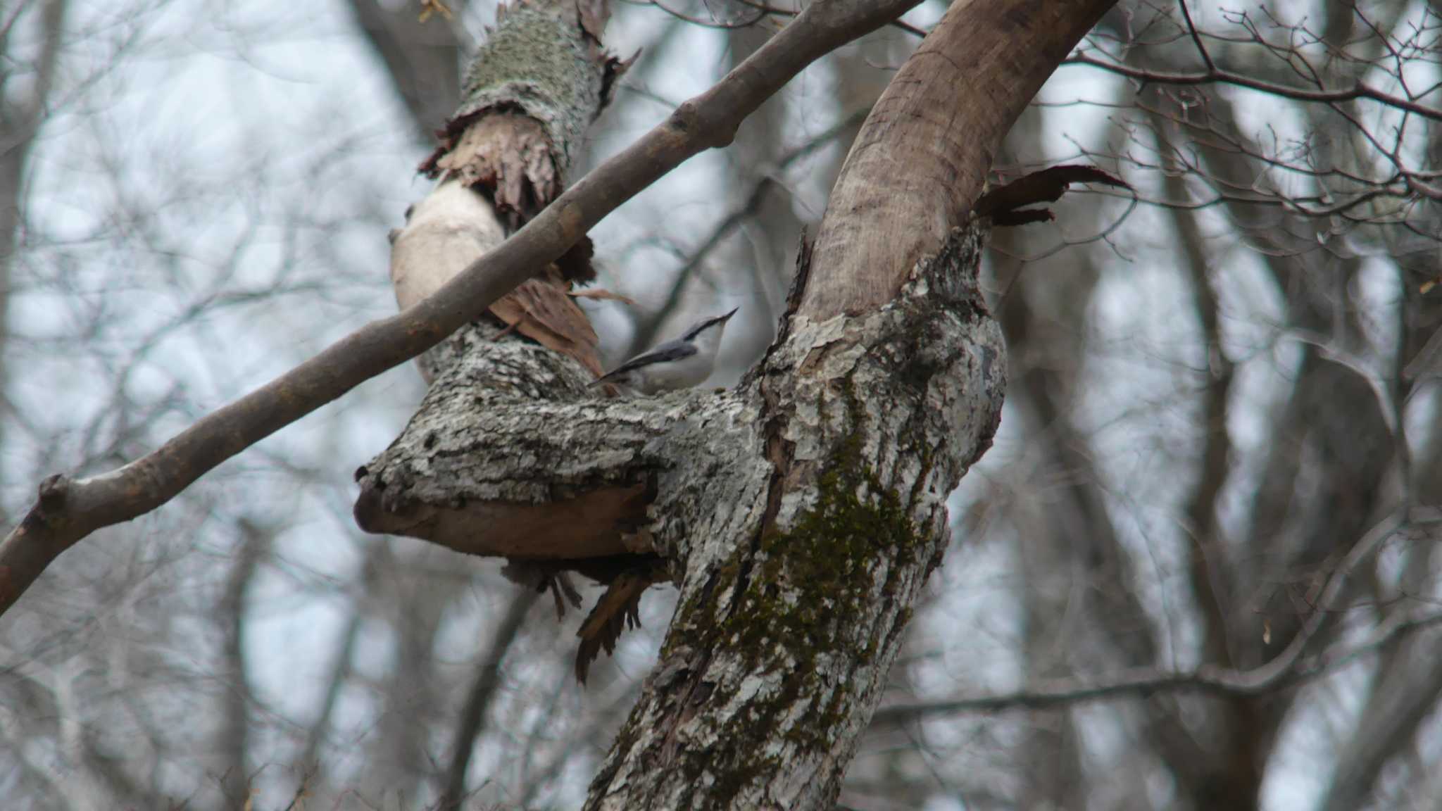 Photo of Eurasian Nuthatch(asiatica) at Tomakomai Experimental Forest by 酔いちくれ