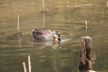 カルガモ 舞岡公園 2019年3月17日(日)