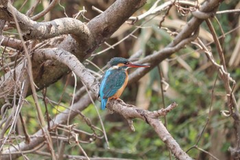 カワセミ 舞岡公園 2019年3月17日(日)