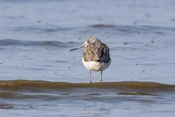 Common Greenshank Daijugarami Higashiyoka Coast Sun, 2/11/2024