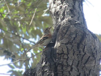 Brambling Showa Kinen Park Sun, 3/3/2024