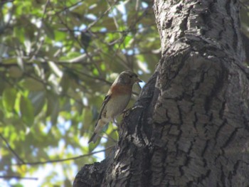 Brambling Showa Kinen Park Sun, 3/3/2024