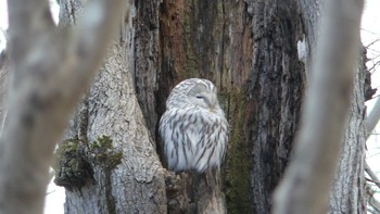 Ural Owl(japonica) Tomakomai Experimental Forest Sun, 11/11/2018