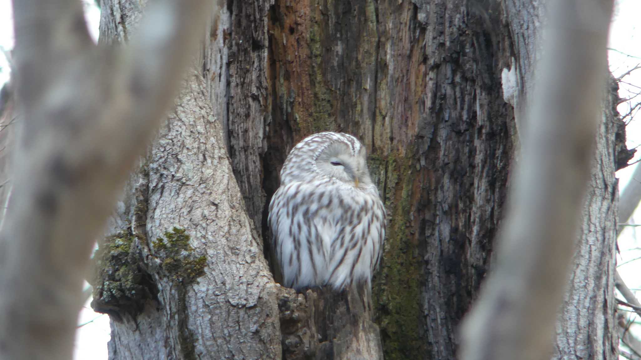 北大研究林(北海道大学苫小牧研究林) エゾフクロウの写真 by 酔いちくれ