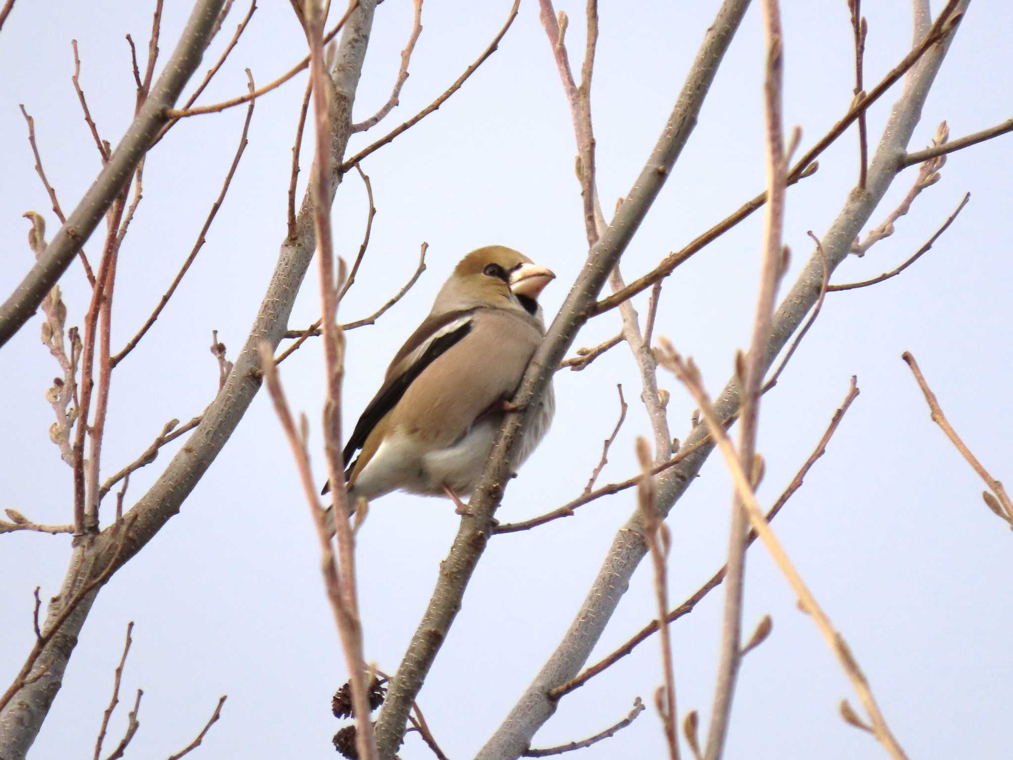 Hawfinch