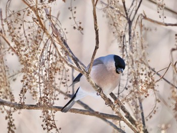 Eurasian Bullfinch(rosacea) Saitama Prefecture Forest Park Sun, 3/3/2024