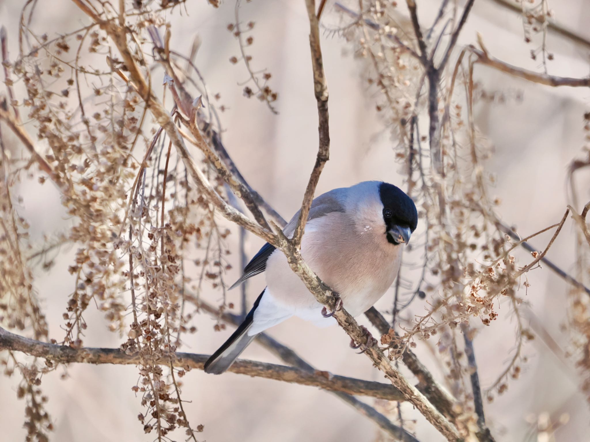 Eurasian Bullfinch(rosacea)