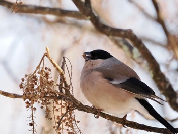 Eurasian Bullfinch(rosacea) Saitama Prefecture Forest Park Sun, 3/3/2024