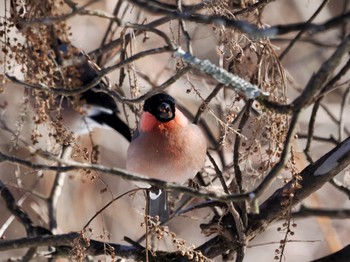 Eurasian Bullfinch(rosacea) Saitama Prefecture Forest Park Sun, 3/3/2024