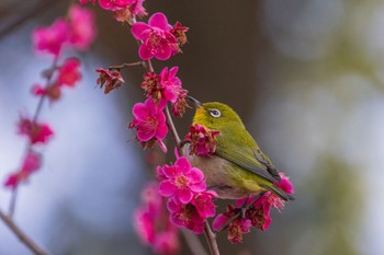 Warbling White-eye 善福寺公園 Sat, 2/24/2024