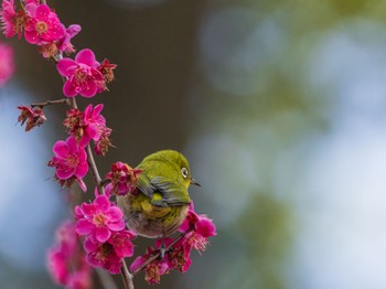 Warbling White-eye 善福寺公園 Sat, 2/24/2024