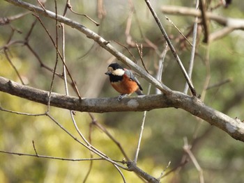 2024年3月3日(日) 鳥羽市の野鳥観察記録