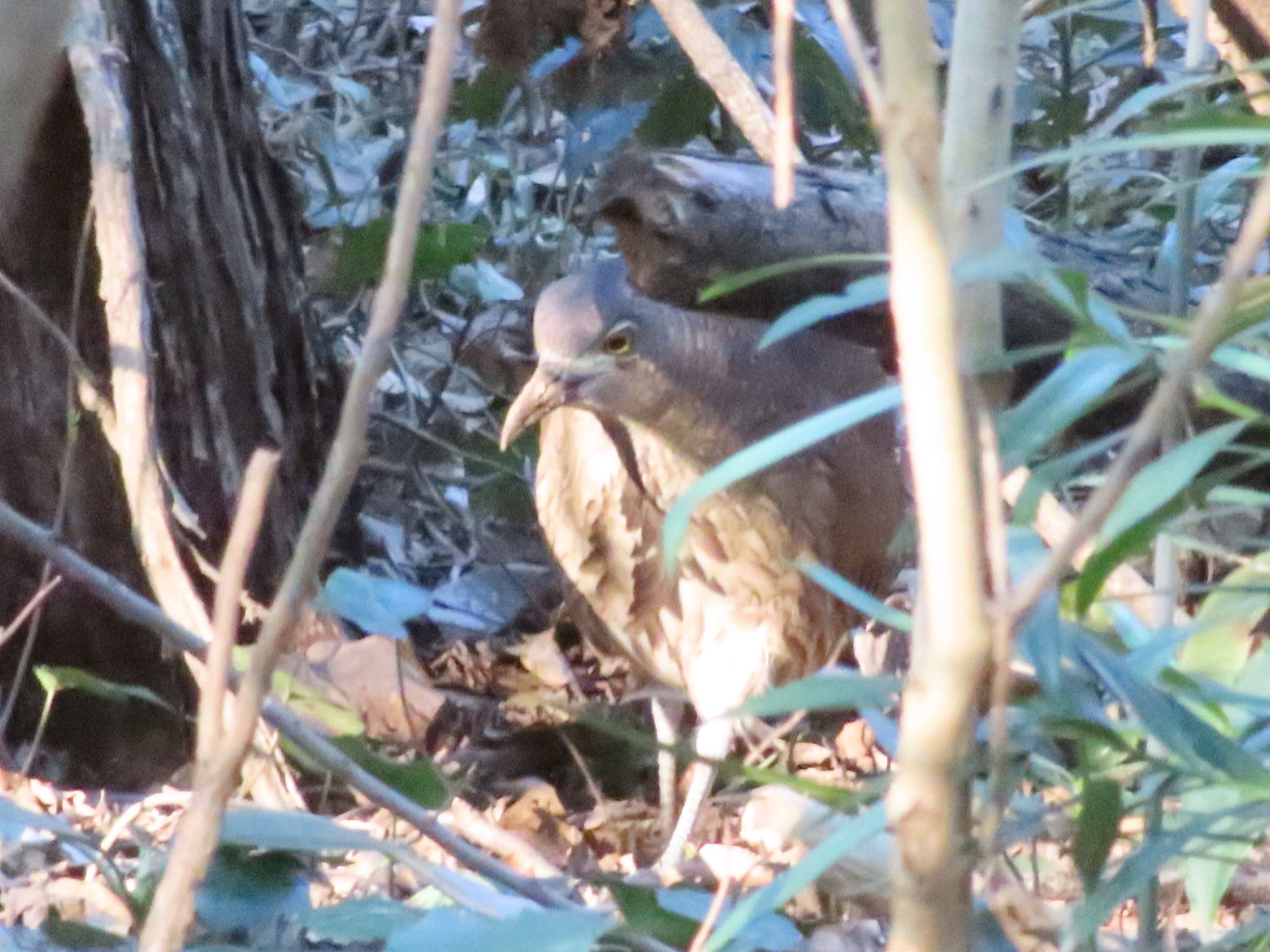 Photo of Japanese Night Heron at Mizumoto Park by takapom