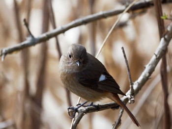 Sat, 3/2/2024 Birding report at Teganuma