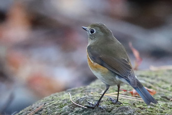 Red-flanked Bluetail 東京都多摩地域 Sat, 12/1/2018