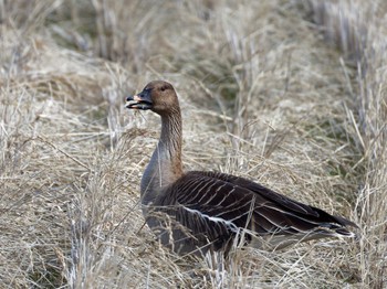 Tundra Bean Goose Teganuma Sat, 3/2/2024