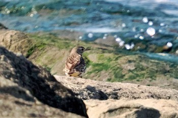 タヒバリ 葛西臨海公園 2024年3月4日(月)