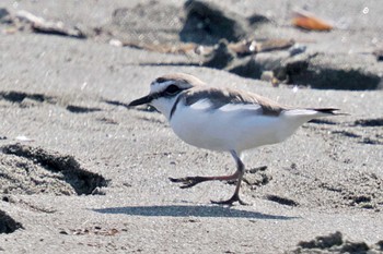 Kentish Plover Kasai Rinkai Park Mon, 3/4/2024