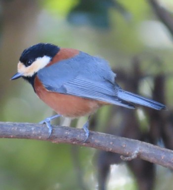 Varied Tit 岩本山公園 Mon, 3/4/2024