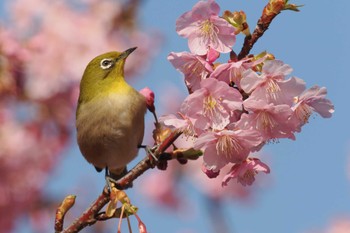 メジロ 葛西臨海公園 2024年3月4日(月)