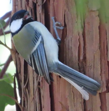 Japanese Tit 岩本山公園 Mon, 3/4/2024