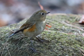 Red-flanked Bluetail 東京都多摩地域 Sat, 12/1/2018