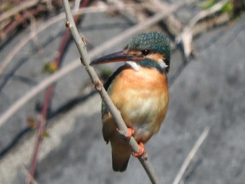 Common Kingfisher 貢川遊歩道 Mon, 3/4/2024