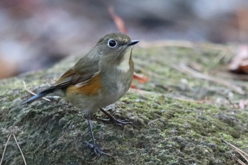 Red-flanked Bluetail 東京都多摩地域 Sat, 12/1/2018