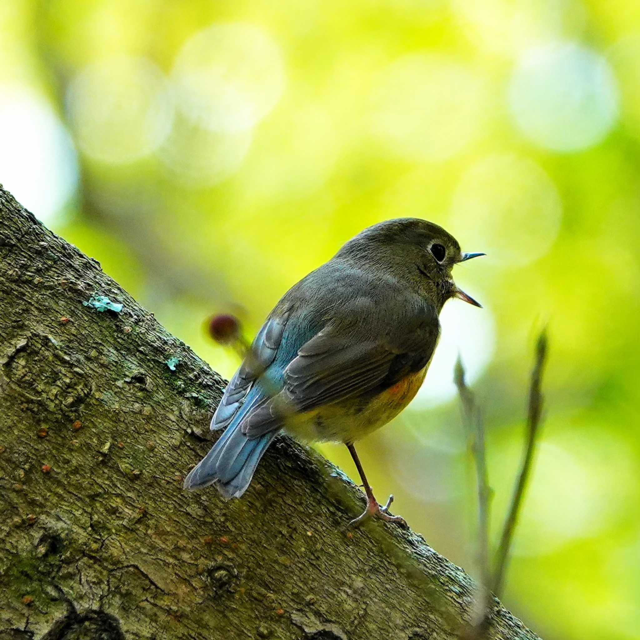 Photo of Red-flanked Bluetail at 稲佐山公園 by M Yama