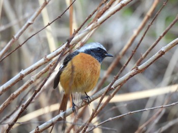 Daurian Redstart 創造の森 横山 Sun, 3/3/2024