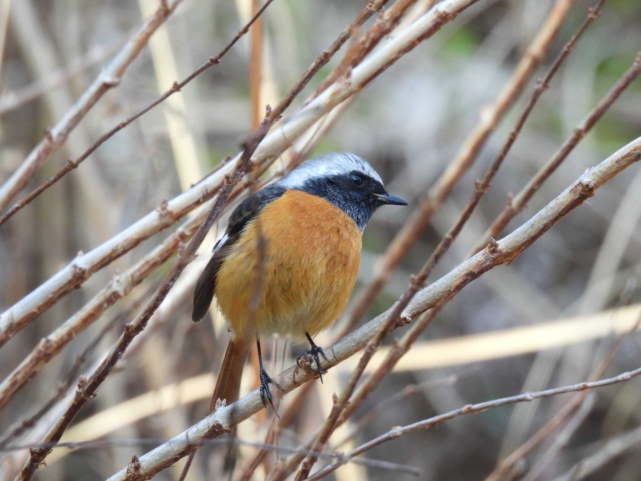 Daurian Redstart