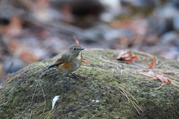 Red-flanked Bluetail 東京都多摩地域 Sat, 12/1/2018