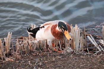 2019年3月1日(金) 千波湖公園の野鳥観察記録