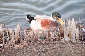 Unknown Species 千波湖公園 Fri, 3/1/2019