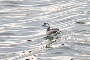 Horned Grebe 千波湖公園 Fri, 3/1/2019