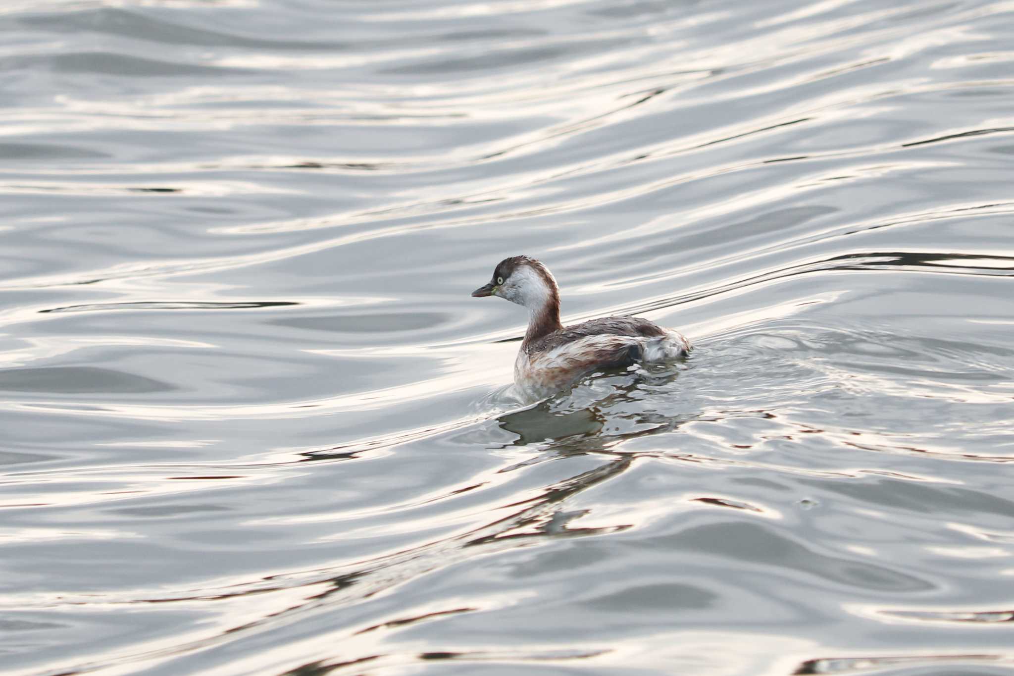 Photo of Horned Grebe at 千波湖公園 by Yuka