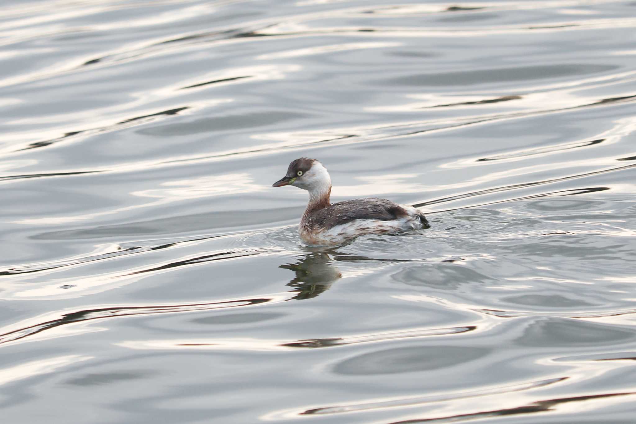 Photo of Horned Grebe at 千波湖公園 by Yuka