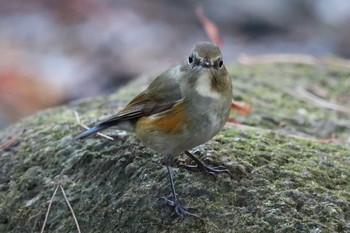 Red-flanked Bluetail 東京都多摩地域 Sat, 12/1/2018