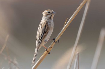 Common Reed Bunting Kasai Rinkai Park Mon, 3/4/2024