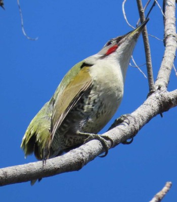 Japanese Green Woodpecker 岩本山公園 Mon, 3/4/2024
